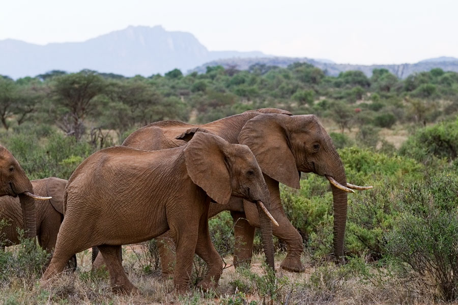  Elephants   Samburu national park   Kenya